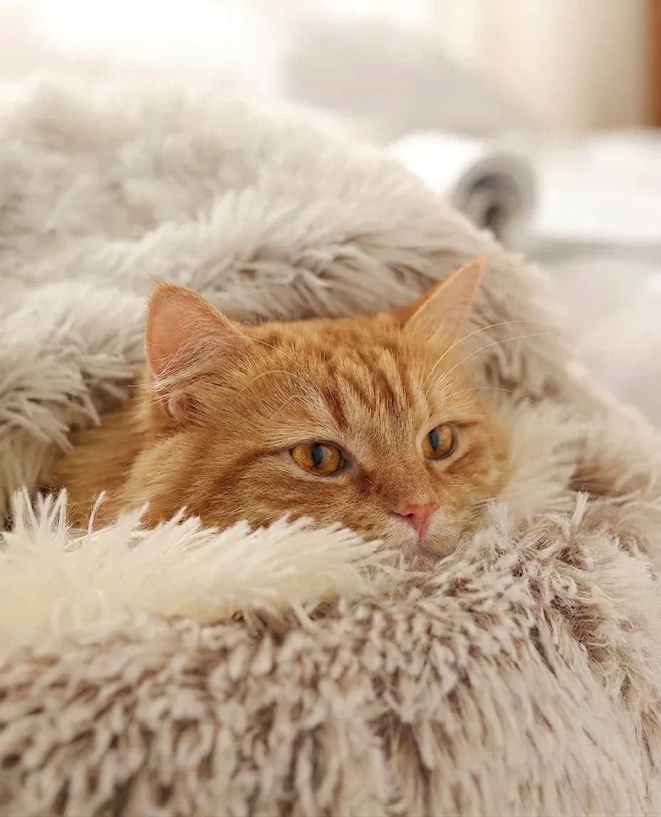 Plush Calming Cat Bed